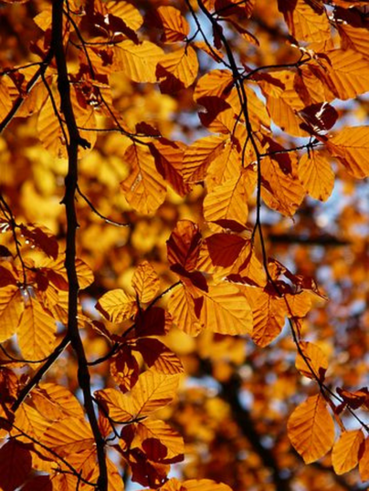 meteo automne soleil feuilles orange